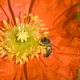 Illustration for article titled 70 Spectacular Spring Wallpapers